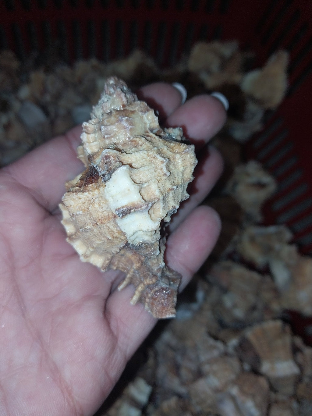Apple Murex Shell Phyllonotus pomum