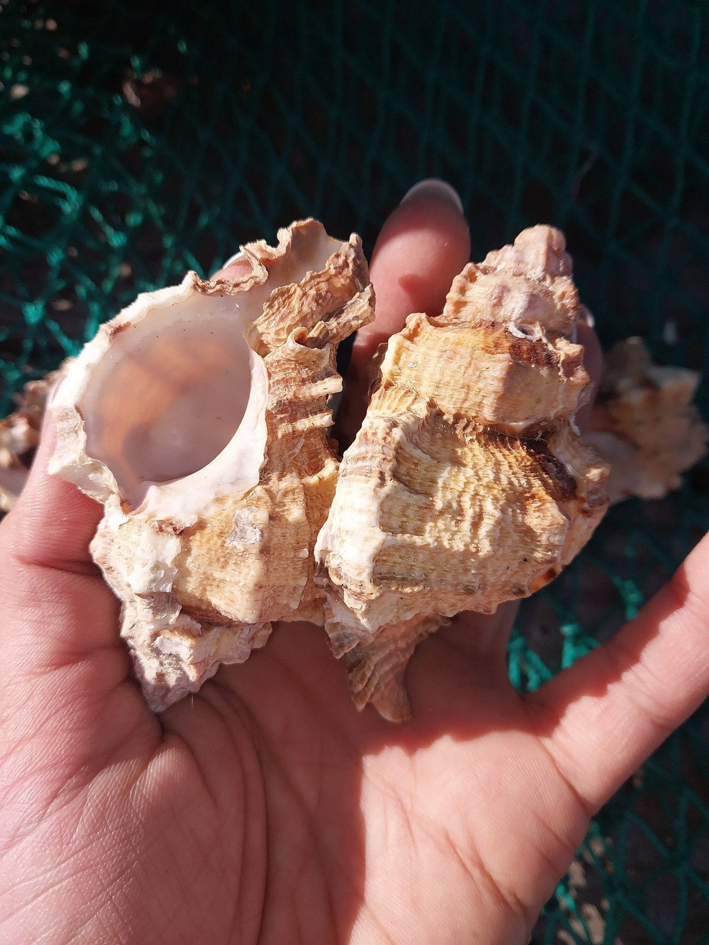 Apple Murex Shell Phyllonotus pomum