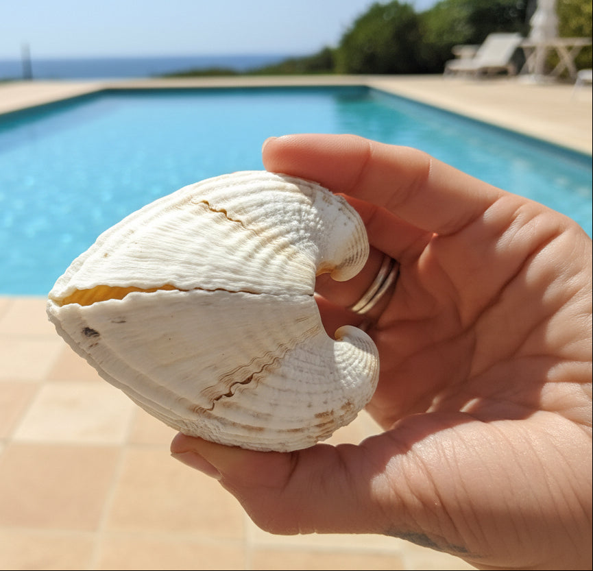 White Ark Clam Shell Pairs (Telligarca Granosa)