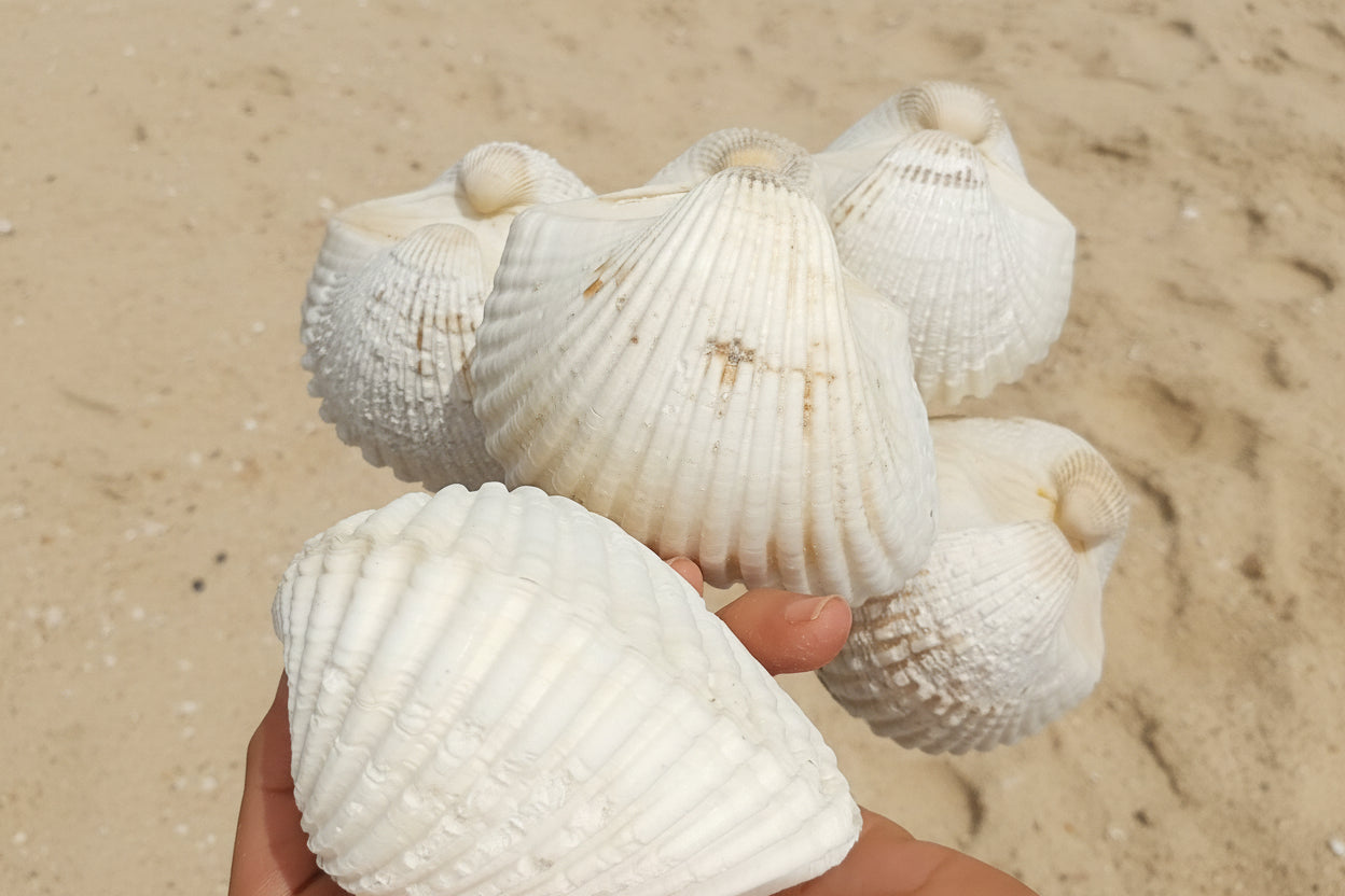 White Ark Clam Shell Pairs (Telligarca Granosa)