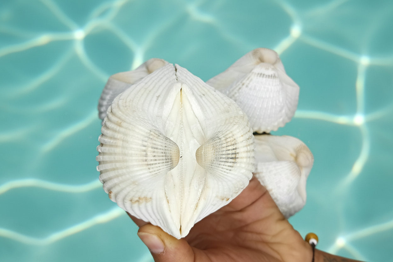 White Ark Clam Shell Pairs (Telligarca Granosa)