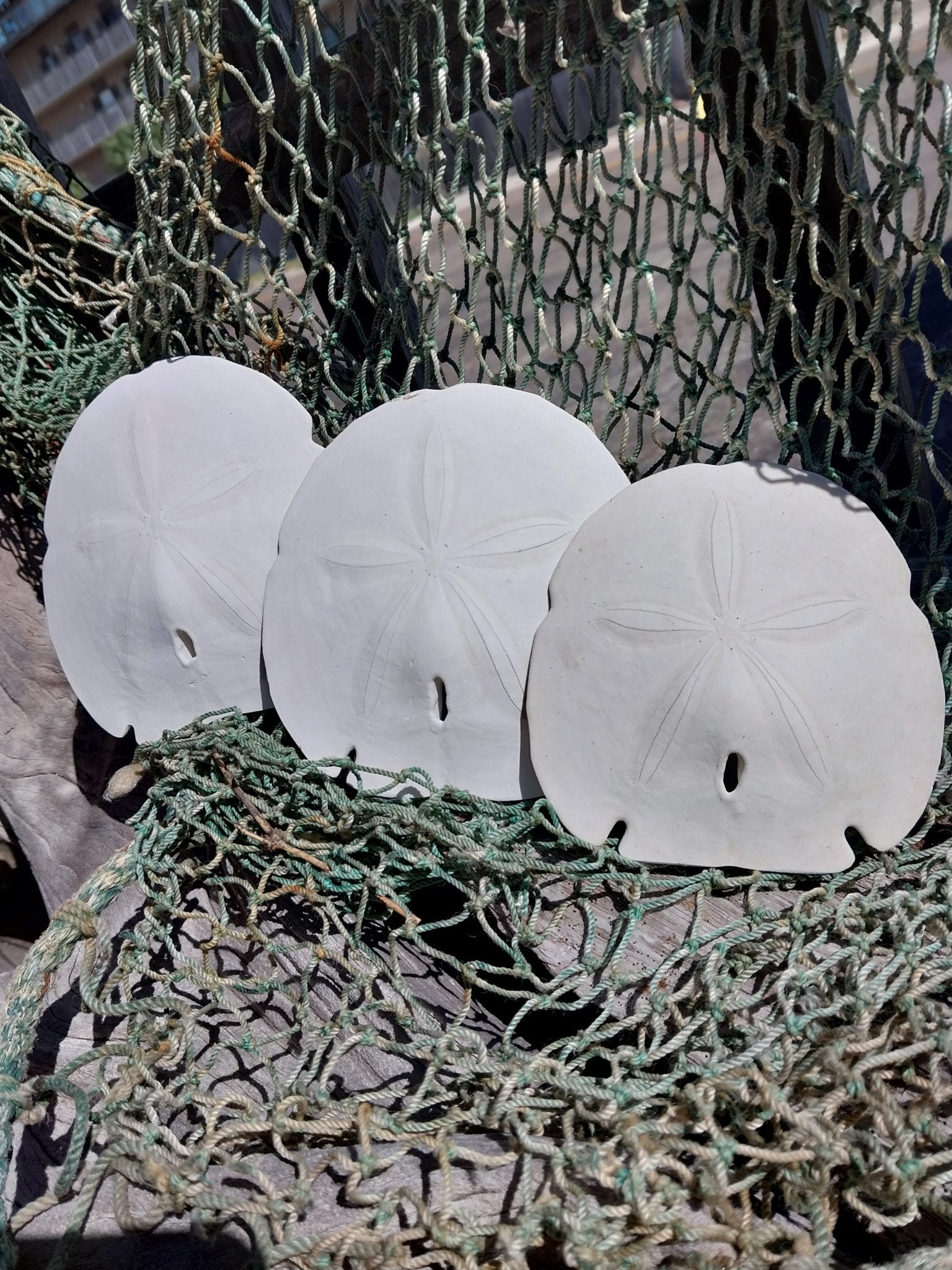 Arrowhead Sand Dollar – Encope michelini – 4–5"