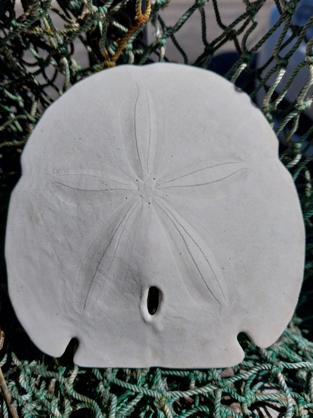 Arrowhead Sand Dollar – Encope michelini – 4–5"