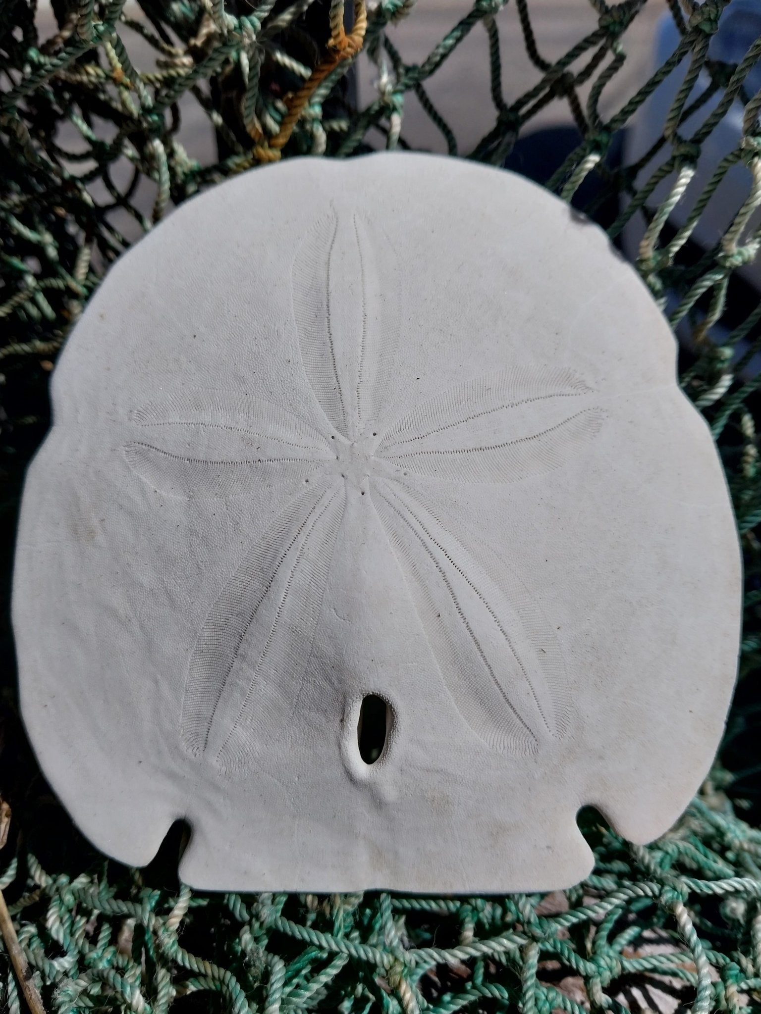 Arrowhead Sand Dollar – Encope michelini – 4–5"