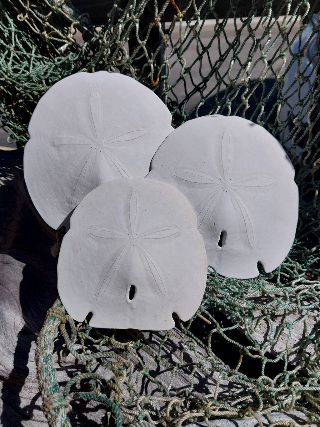 Arrowhead Sand Dollar – Encope michelini – 4–5"