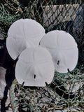 Arrowhead Sand Dollar – Encope michelini – 4–5"