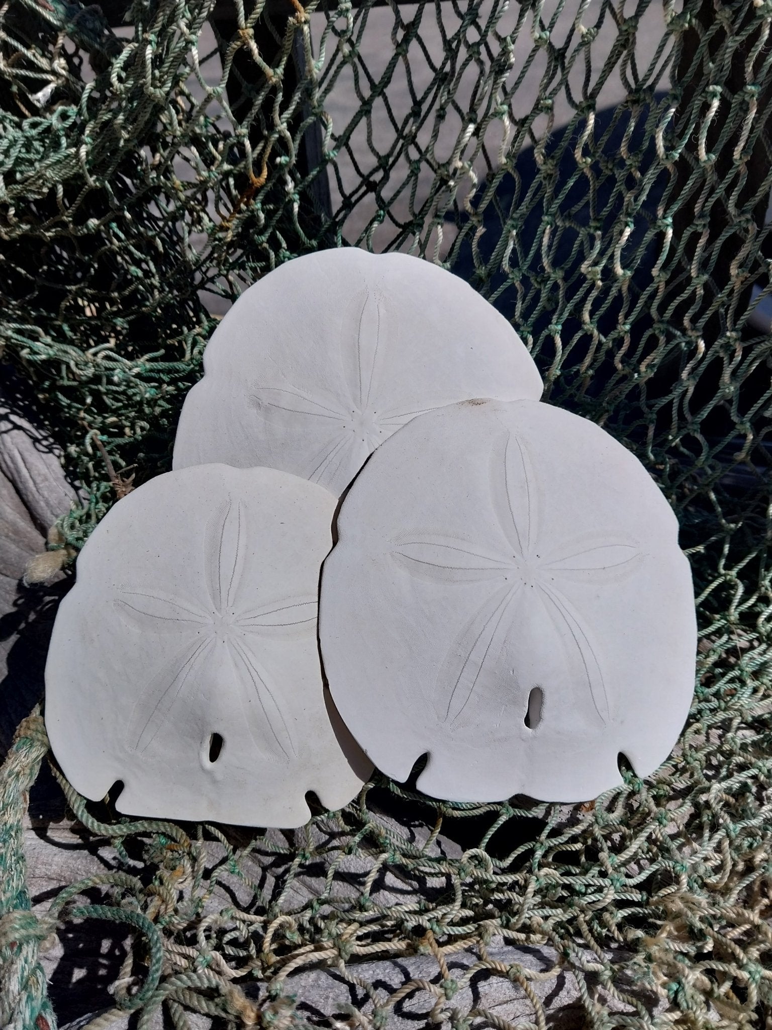 Arrowhead Sand Dollar – Encope michelini – 4–5"