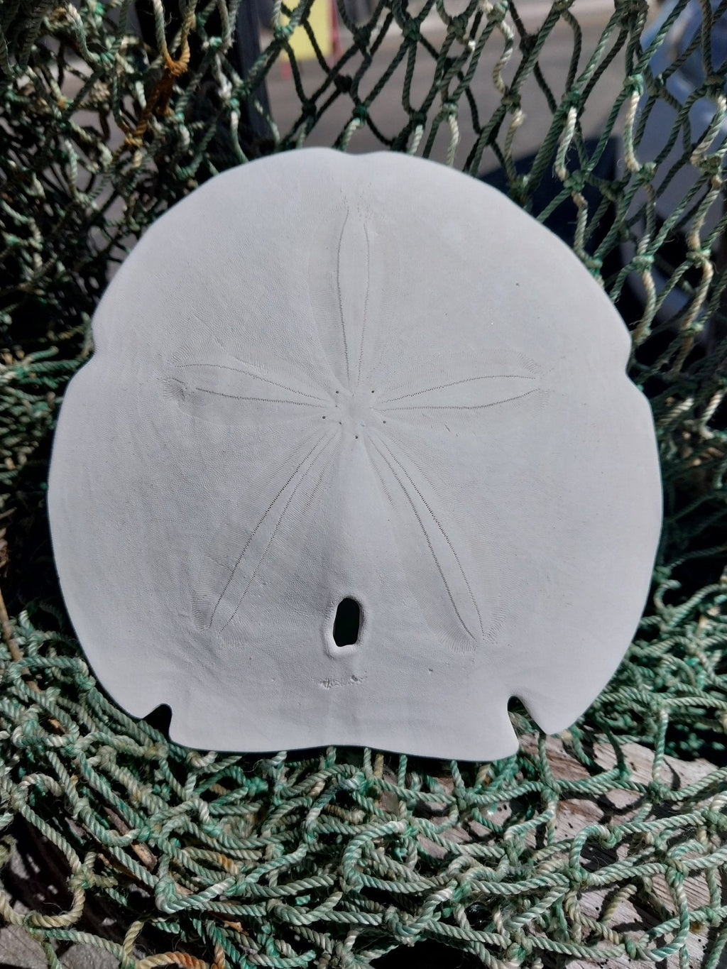 Arrowhead Sand Dollar – Encope michelini – 4–5"