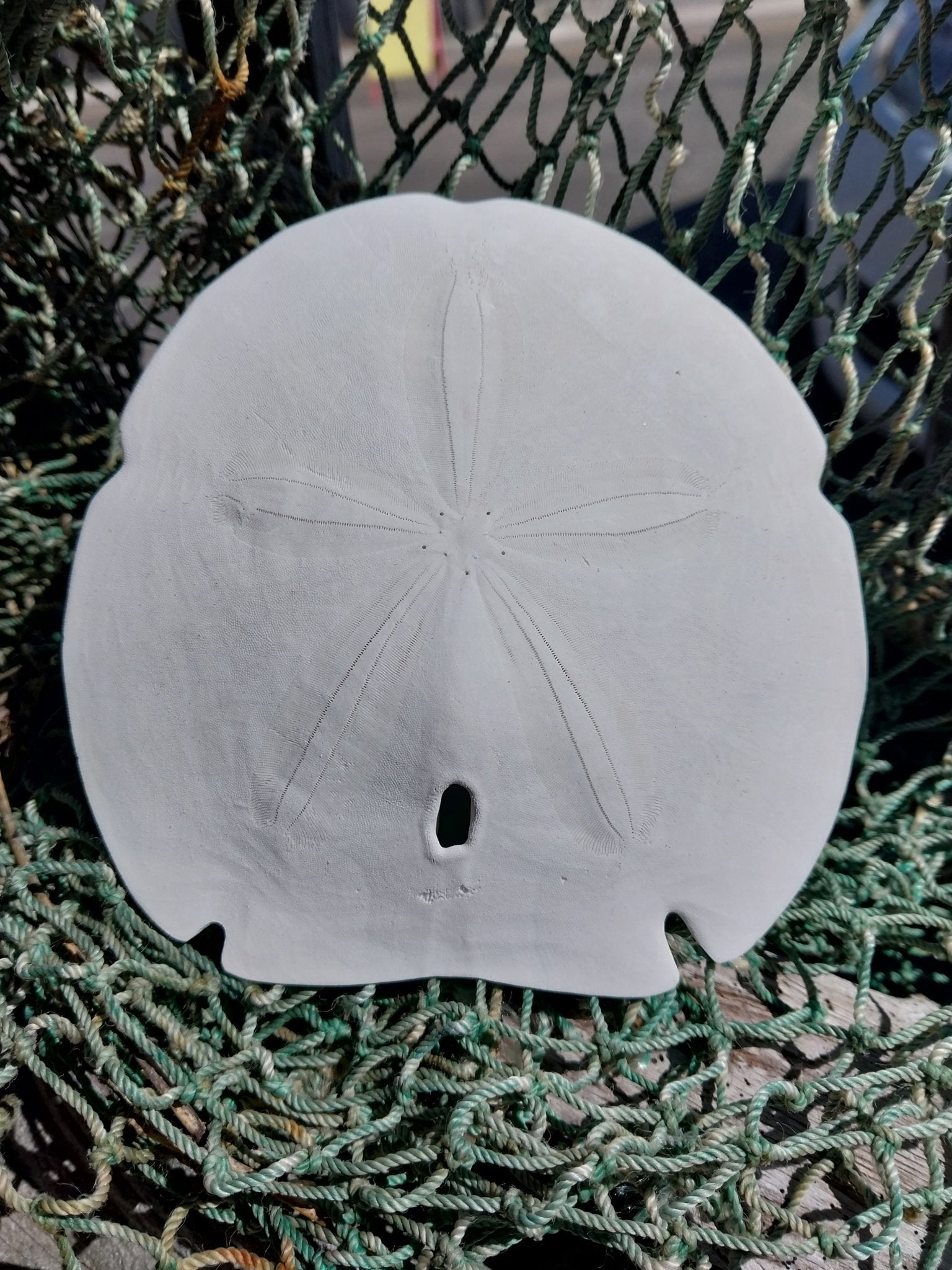 Arrowhead Sand Dollar – Encope michelini – 4–5"
