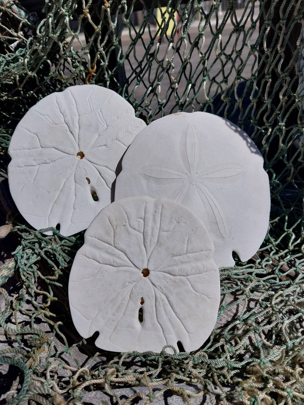 Arrowhead Sand Dollar – Encope michelini – 4–5"