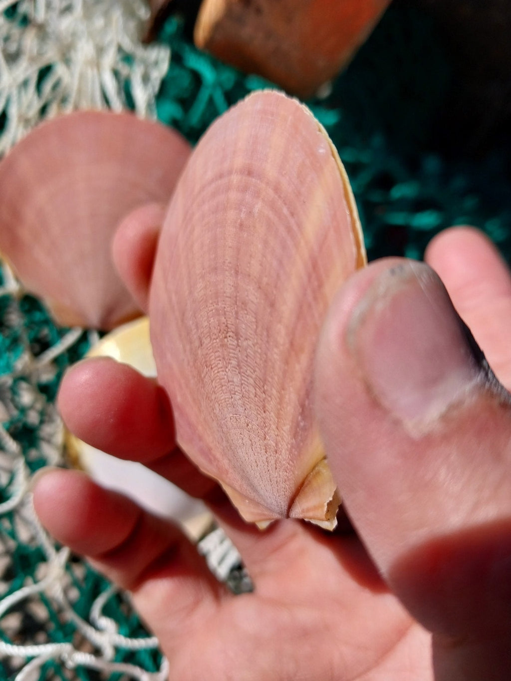 Edged Asian Moon/Sun Scallop Pairs
