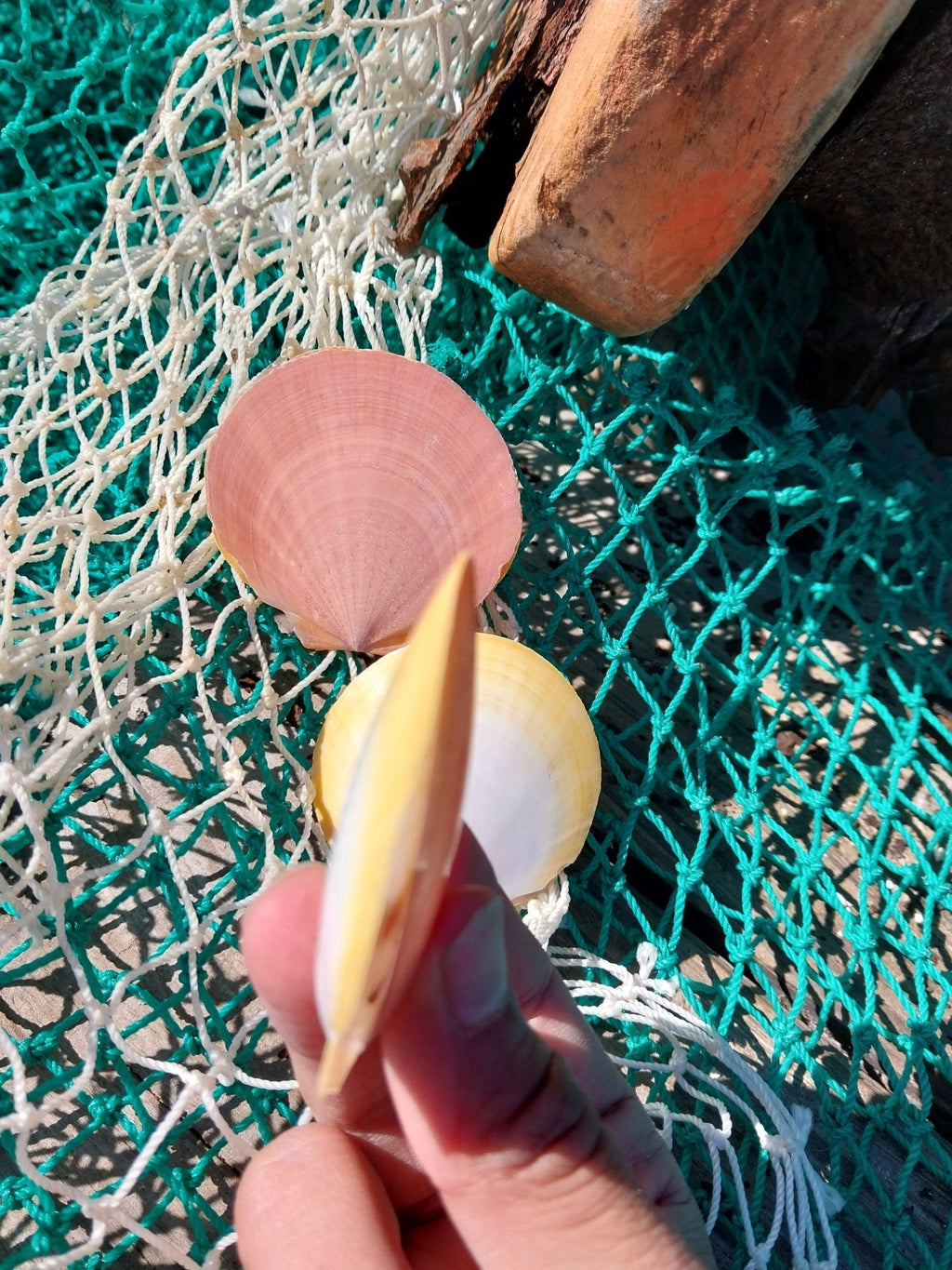 Edged Asian Moon/Sun Scallop Pairs