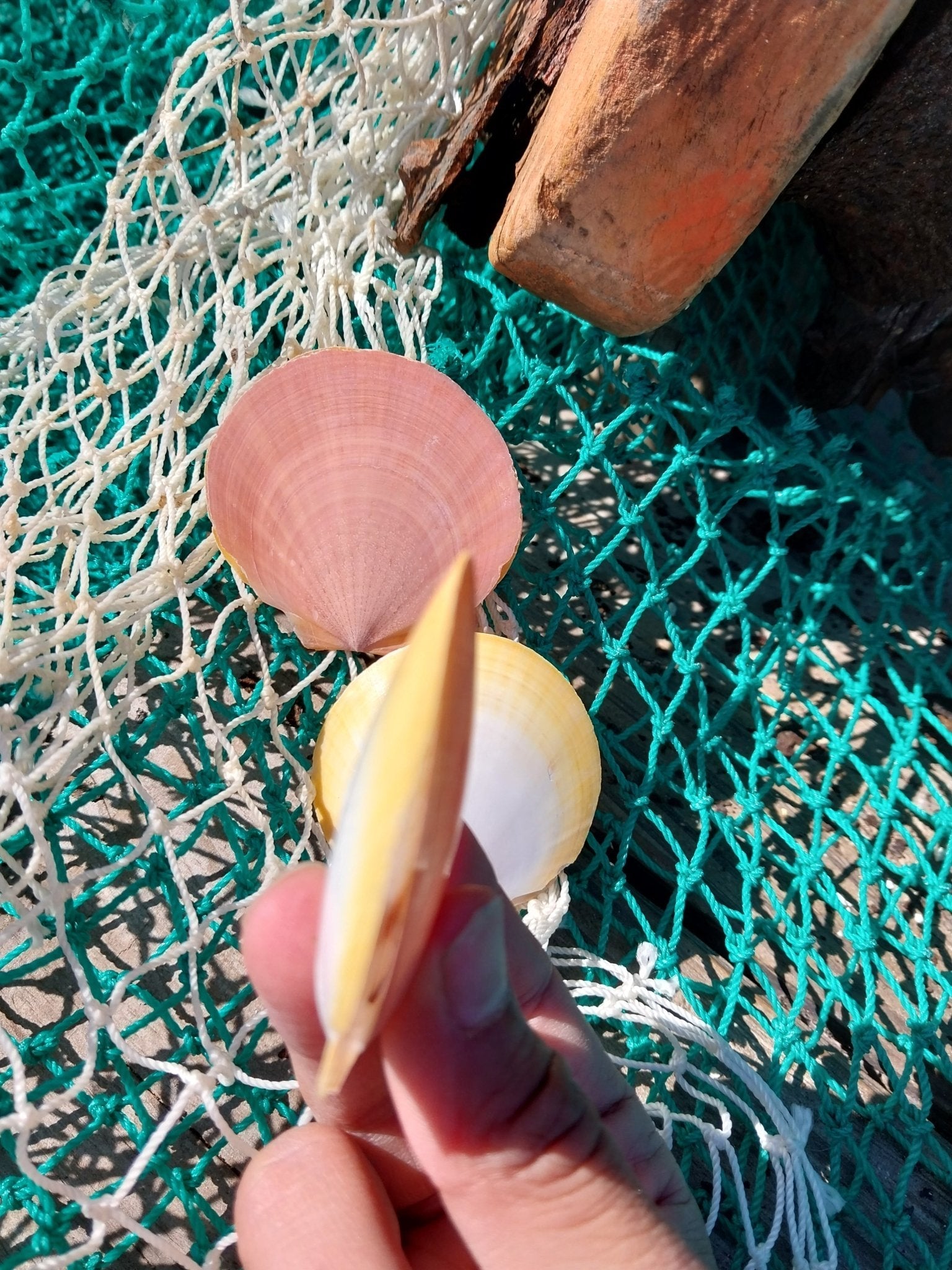 Edged Asian Moon/Sun Scallop Pairs