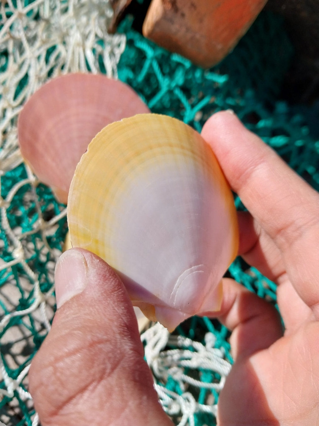 Edged Asian Moon/Sun Scallop Pairs