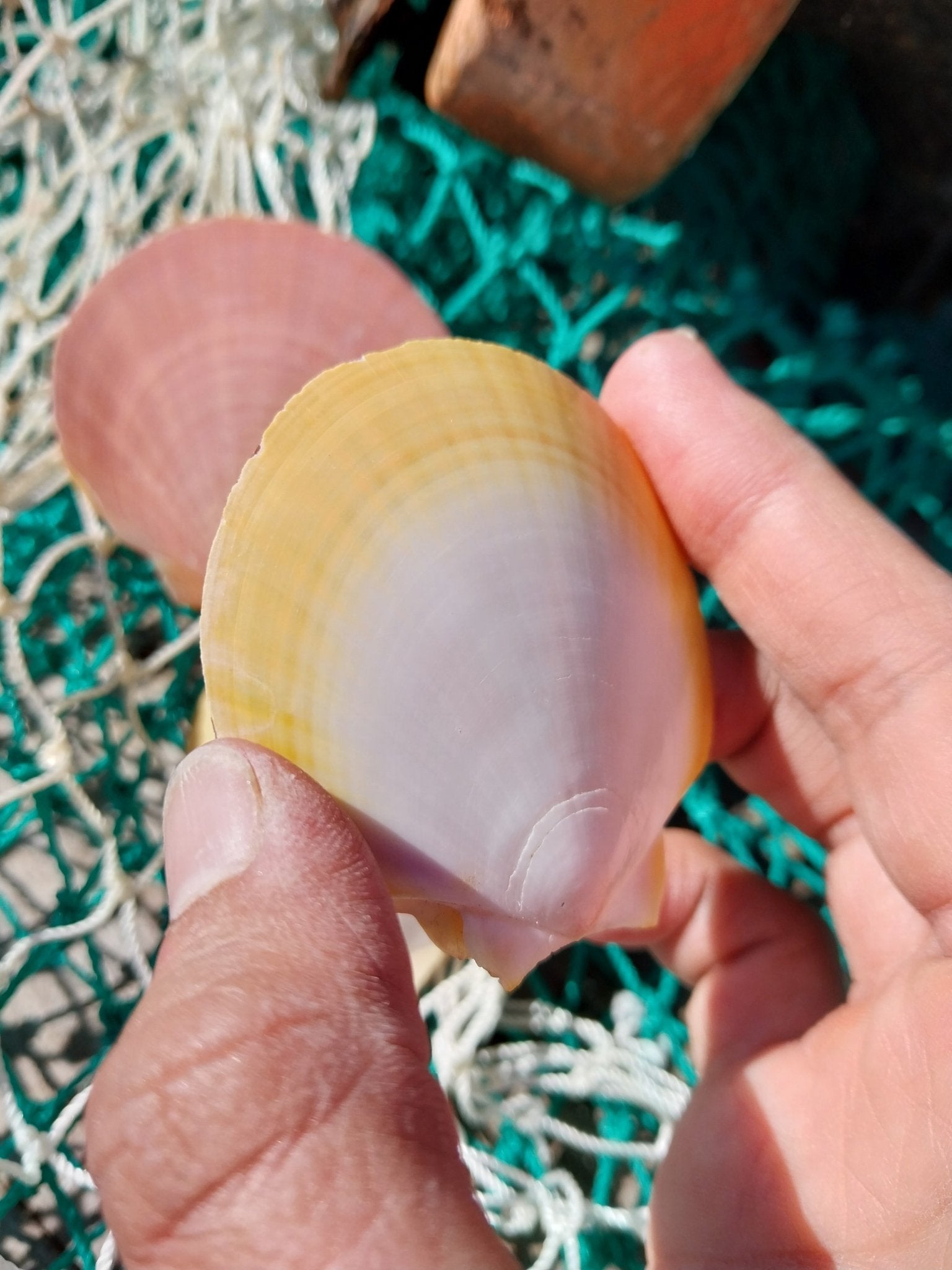 Edged Asian Moon/Sun Scallop Pairs