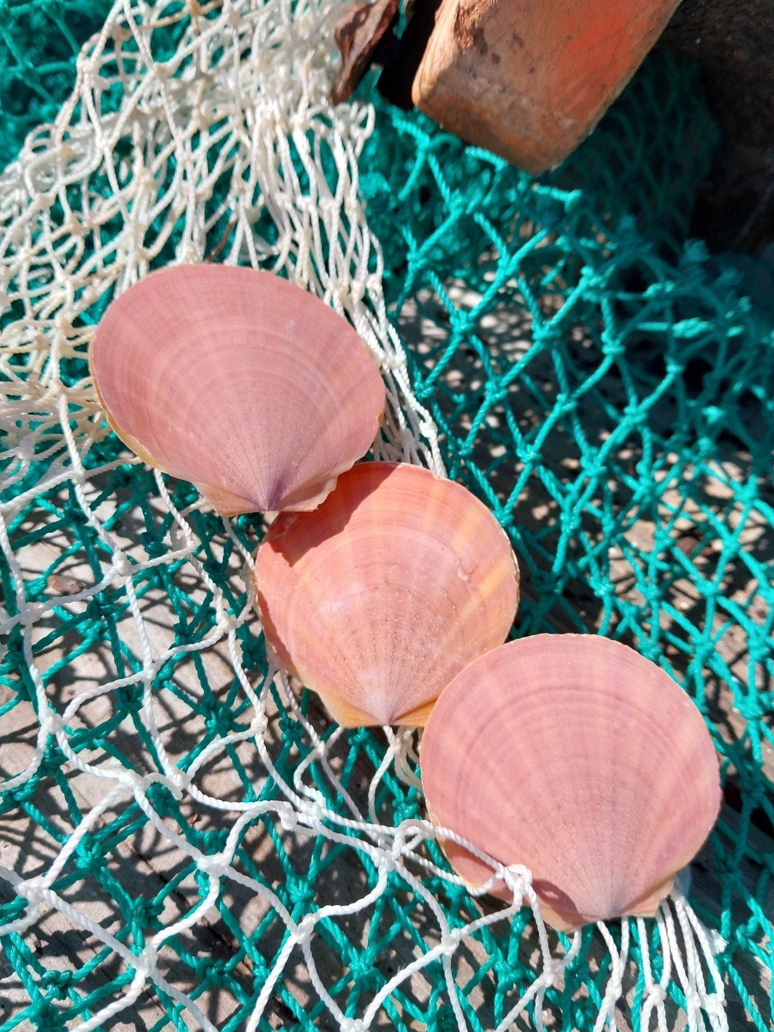Edged Asian Moon/Sun Scallop Pairs
