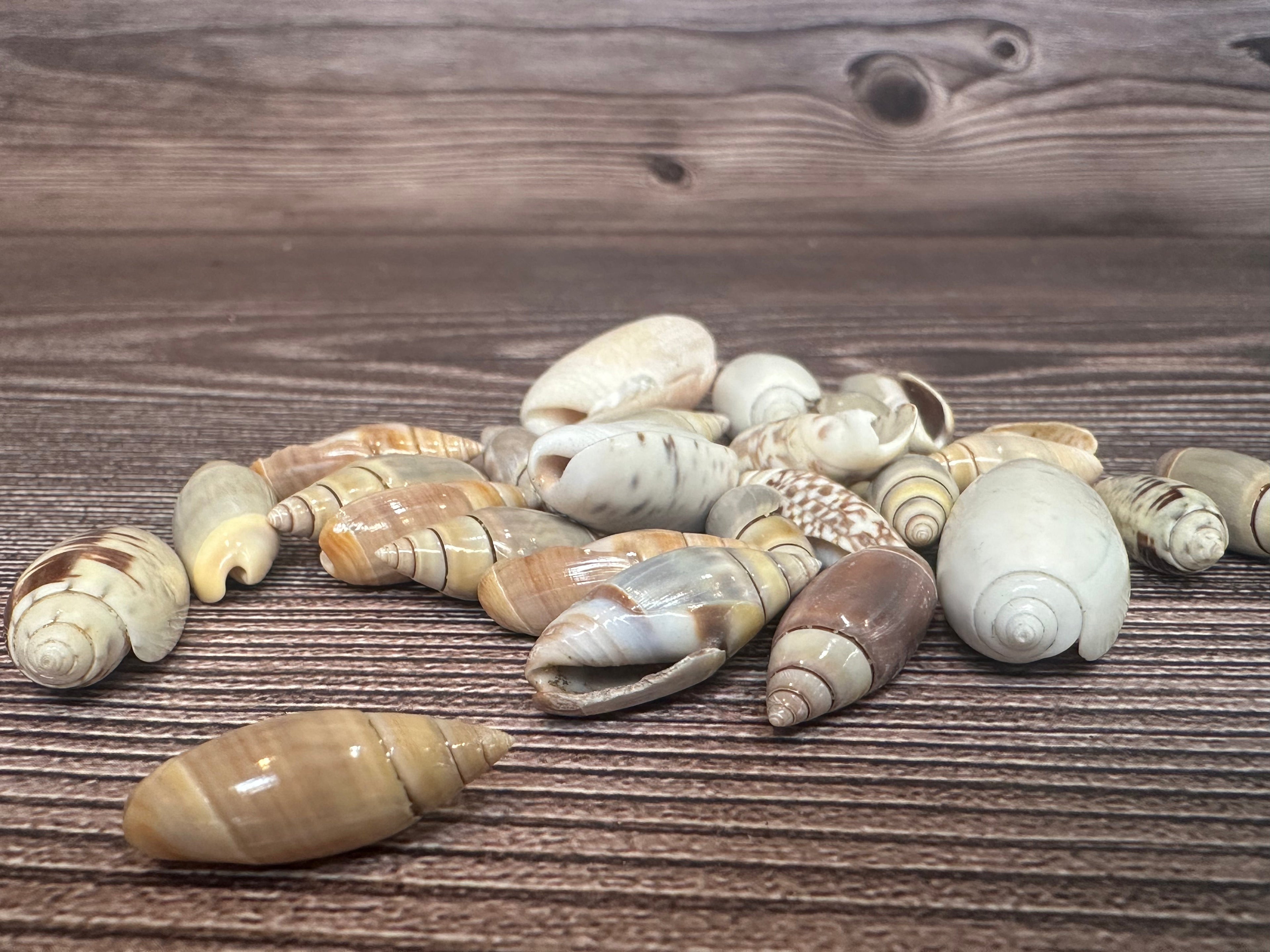 Assorted Olive Shells