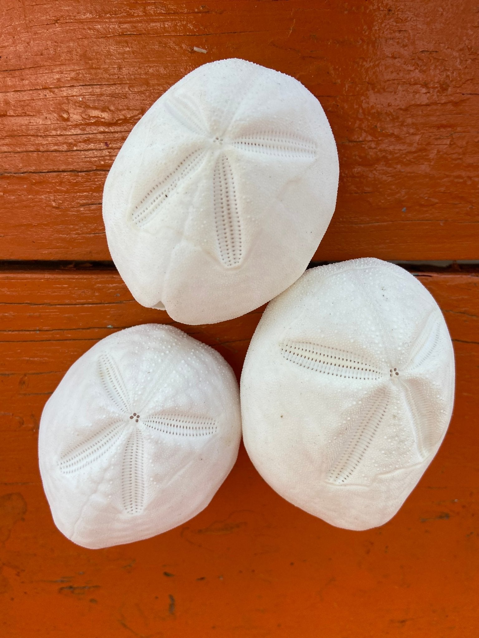 Baby Gopher Sand Dollar