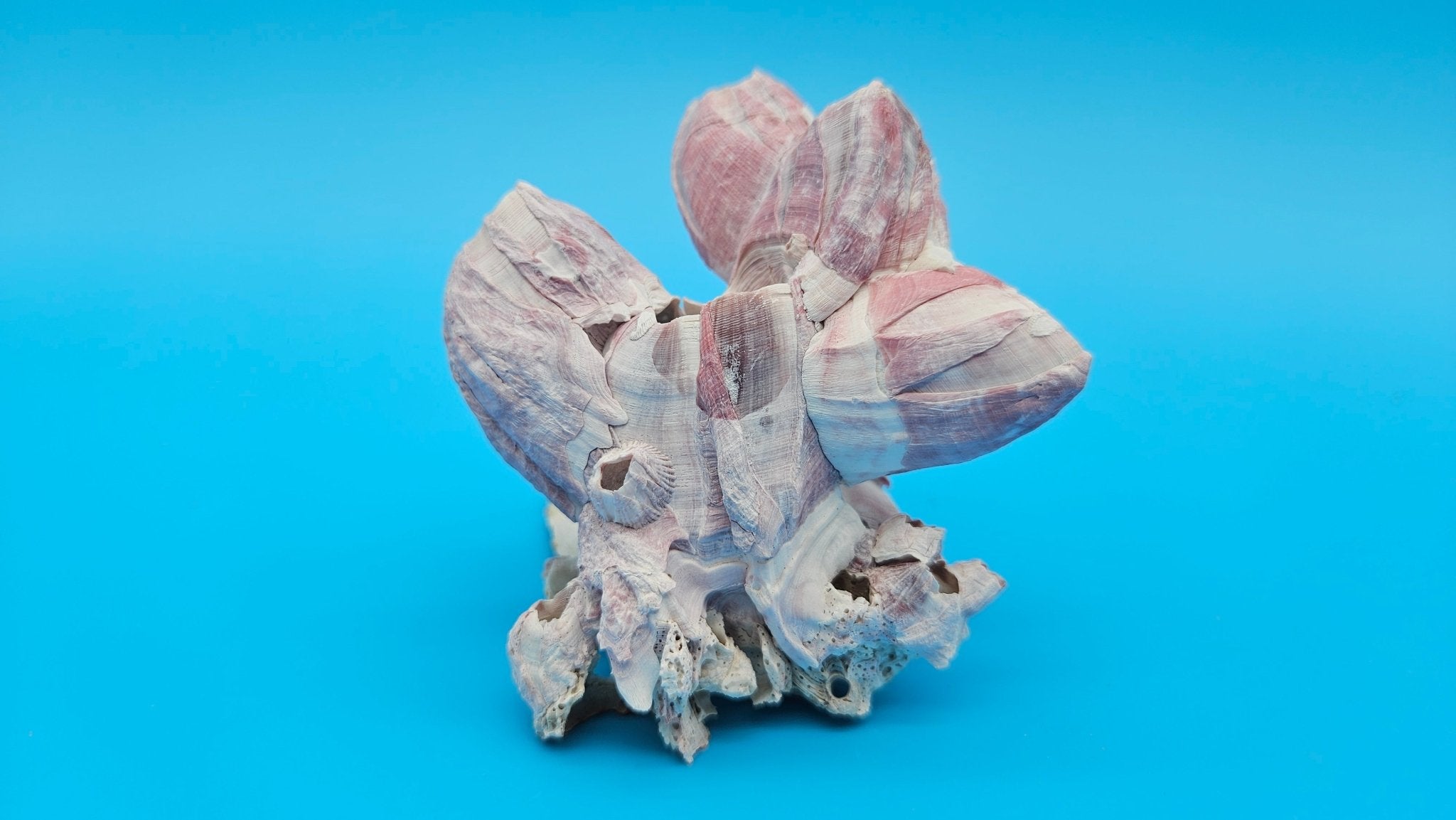 Barnacle Bloom with Scallop Display – Small Coastal Decor Specimen