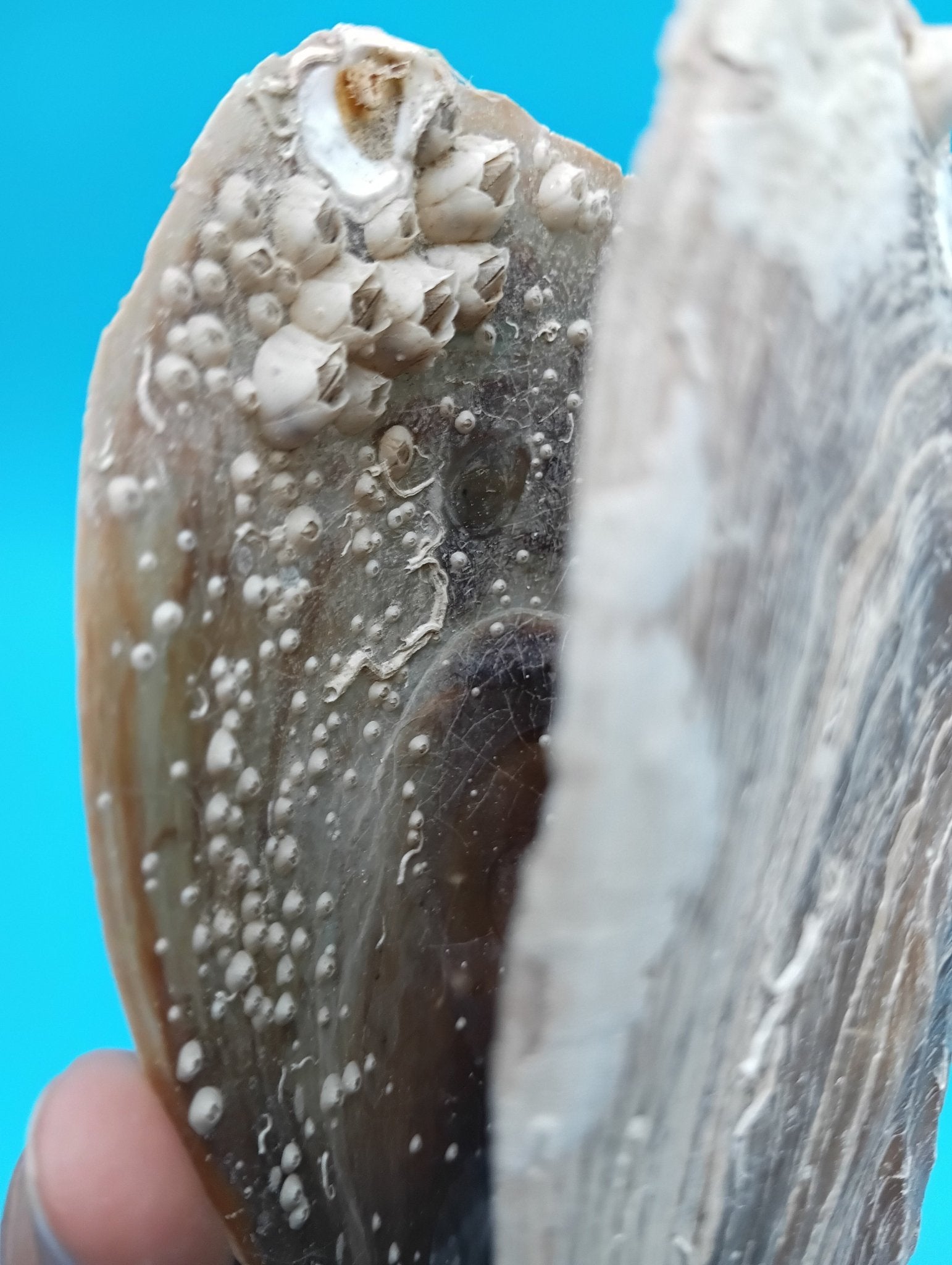Barnacle Encrusted Rigid Pen Shell 7.9" – Coastal Home Decor Atrina rigida