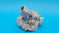 Barnacle with Jewel Box Display – Small Coastal Decor Specimen