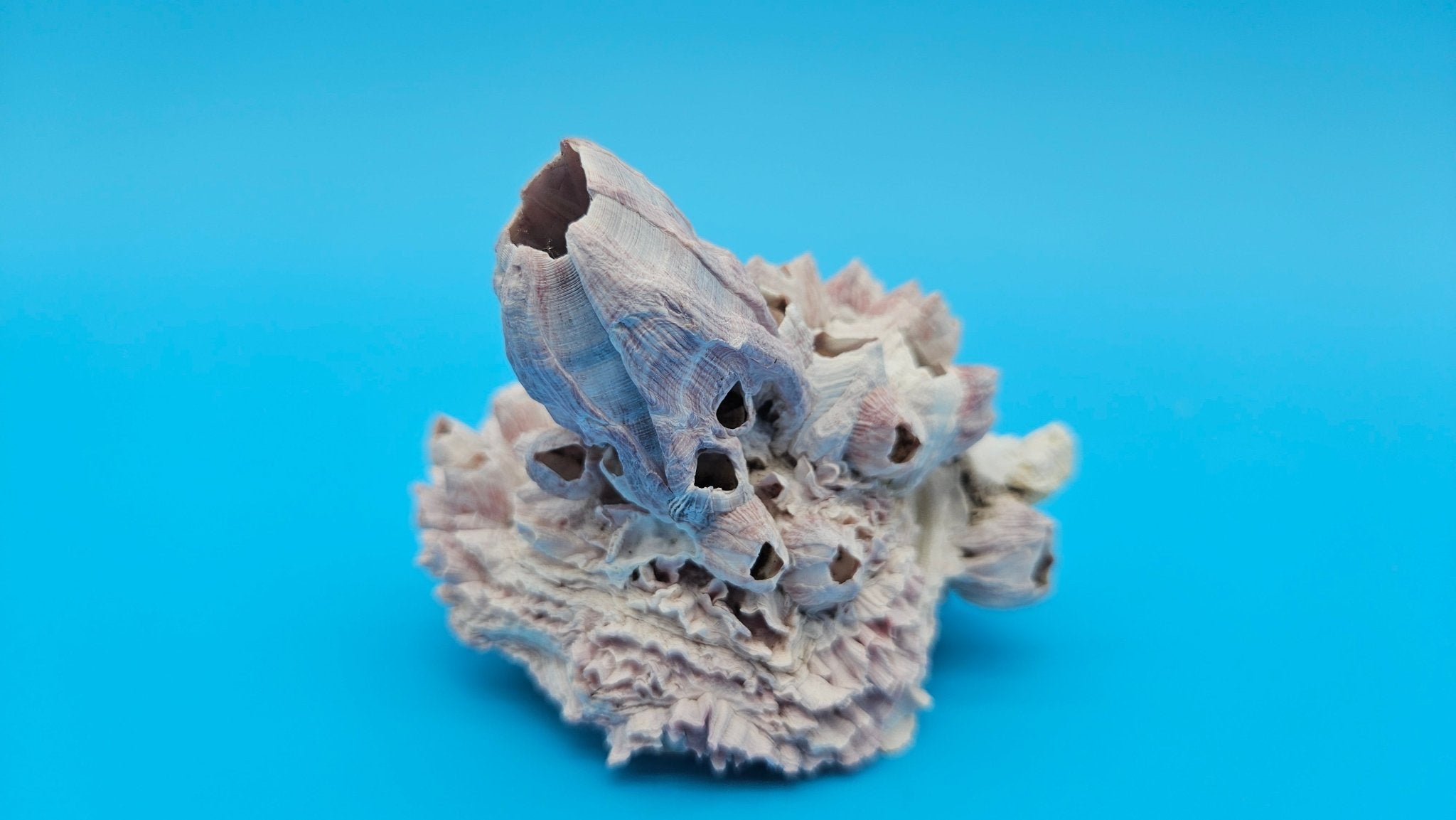 Barnacle with Jewel Box Display – Small Coastal Decor Specimen