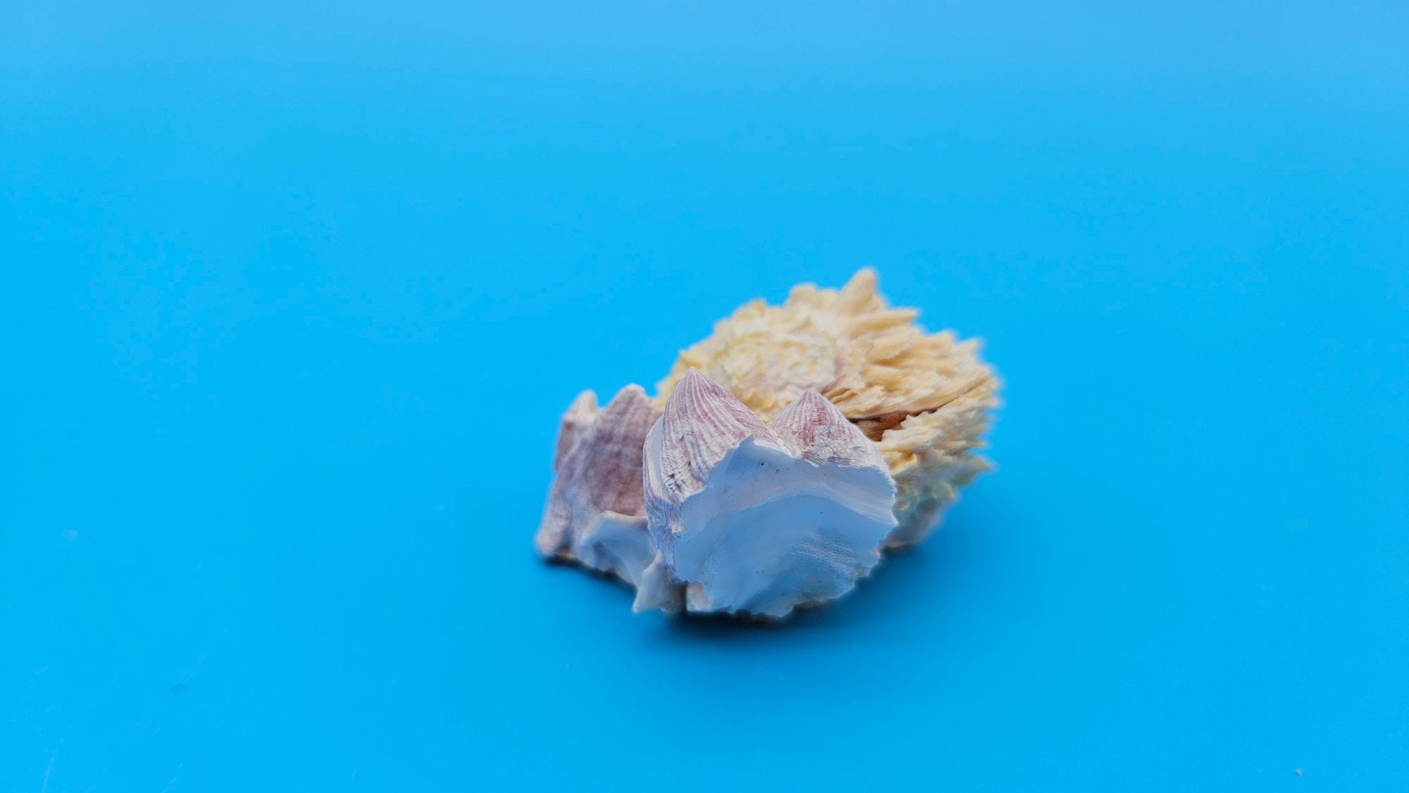 Barnacle with Jewel Box Shell Display – Premium Coastal Decor Specimen 2x1.8x1