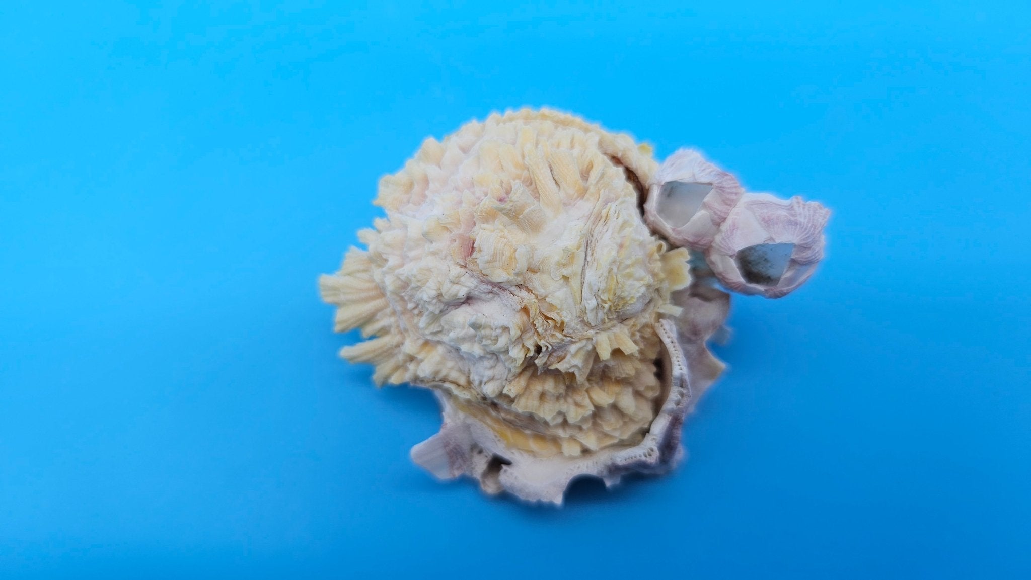 Barnacle with Jewel Box Shell Display – Premium Coastal Decor Specimen 2x1.8x1