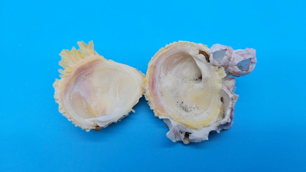 Barnacle with Jewel Box Shell Display – Premium Coastal Decor Specimen 2x1.8x1