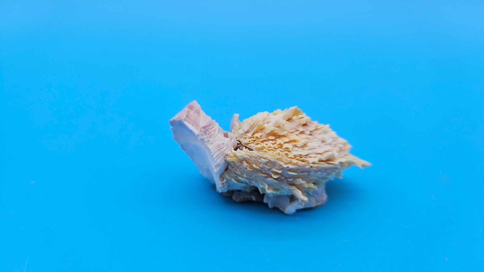 Barnacle with Jewel Box Shell Display – Premium Coastal Decor Specimen 2x1.8x1