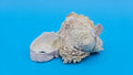 Barnacle with Jewel Box Shell Display – Premium Coastal Decor Specimen 3x2x1.5