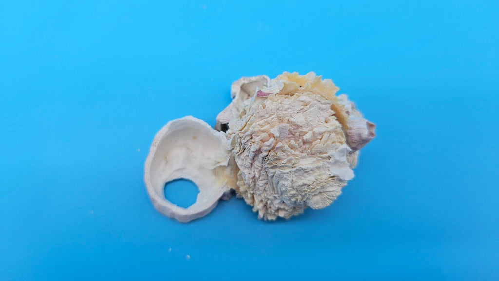 Barnacle with Jewel Box Shell Display – Premium Coastal Decor Specimen 3x2x1.5