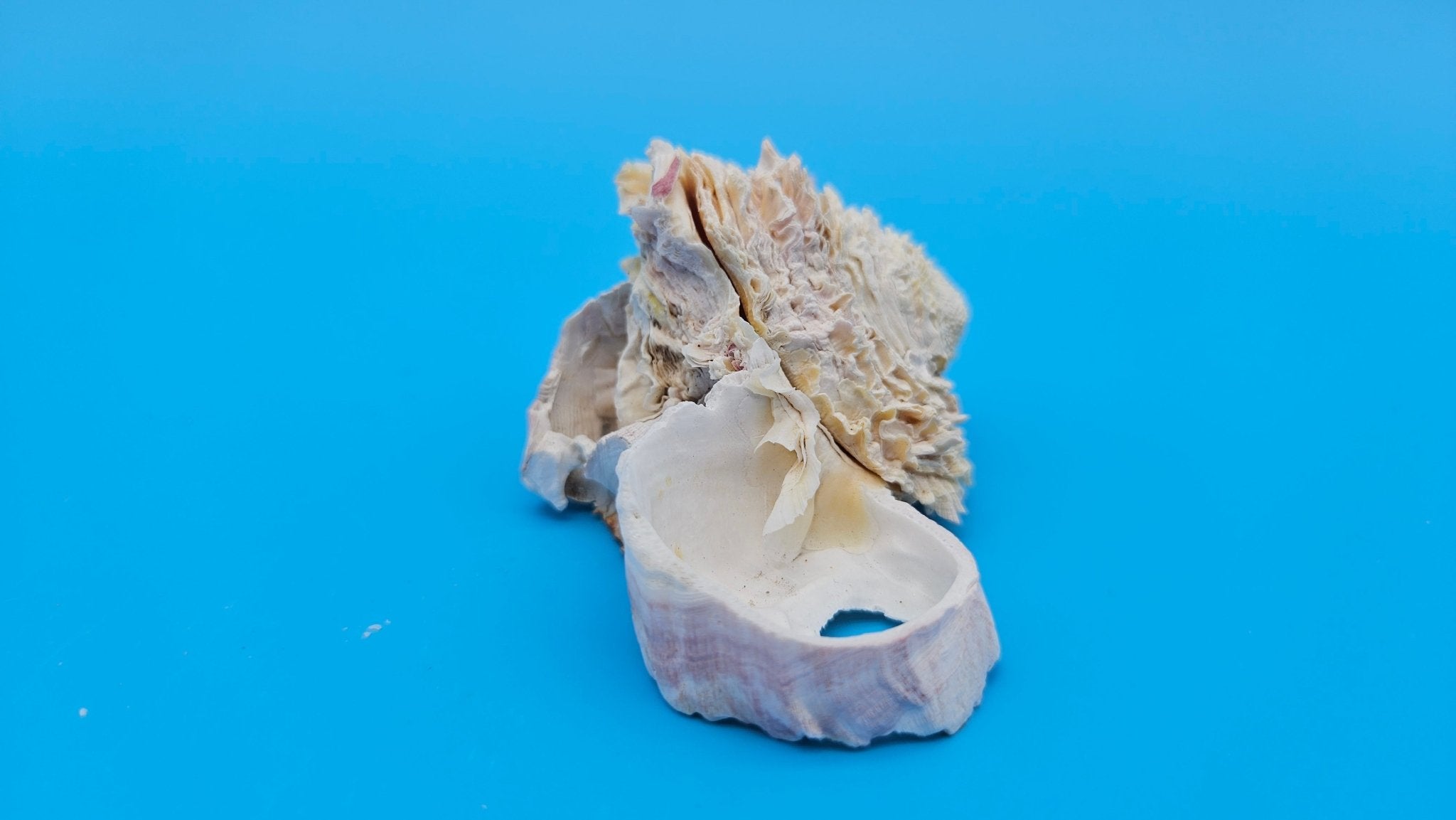Barnacle with Jewel Box Shell Display – Premium Coastal Decor Specimen 3x2x1.5