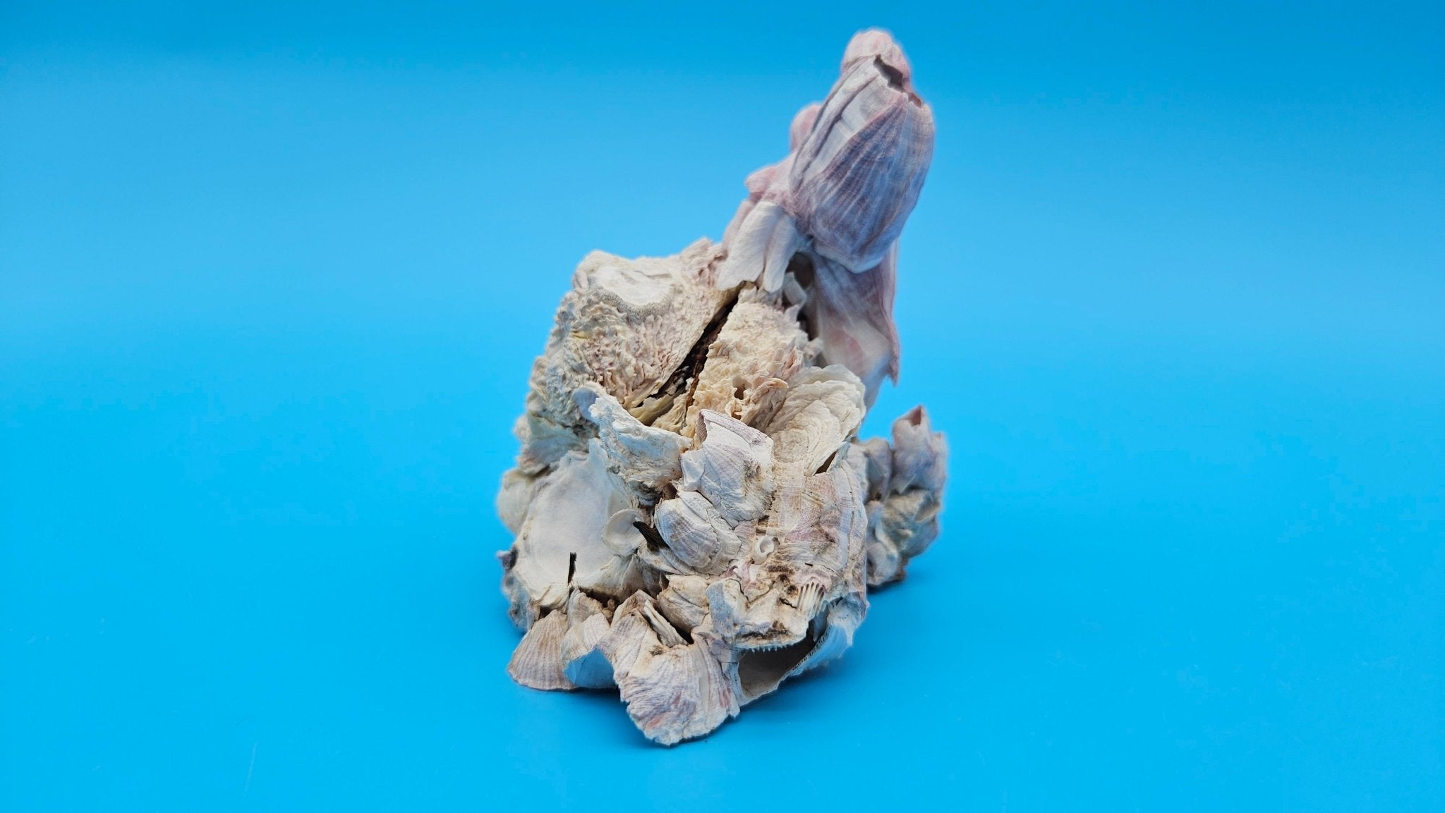 Barnacle with Jewel Box Shell Display – Premium Coastal Decor Specimen 4.5x3x3