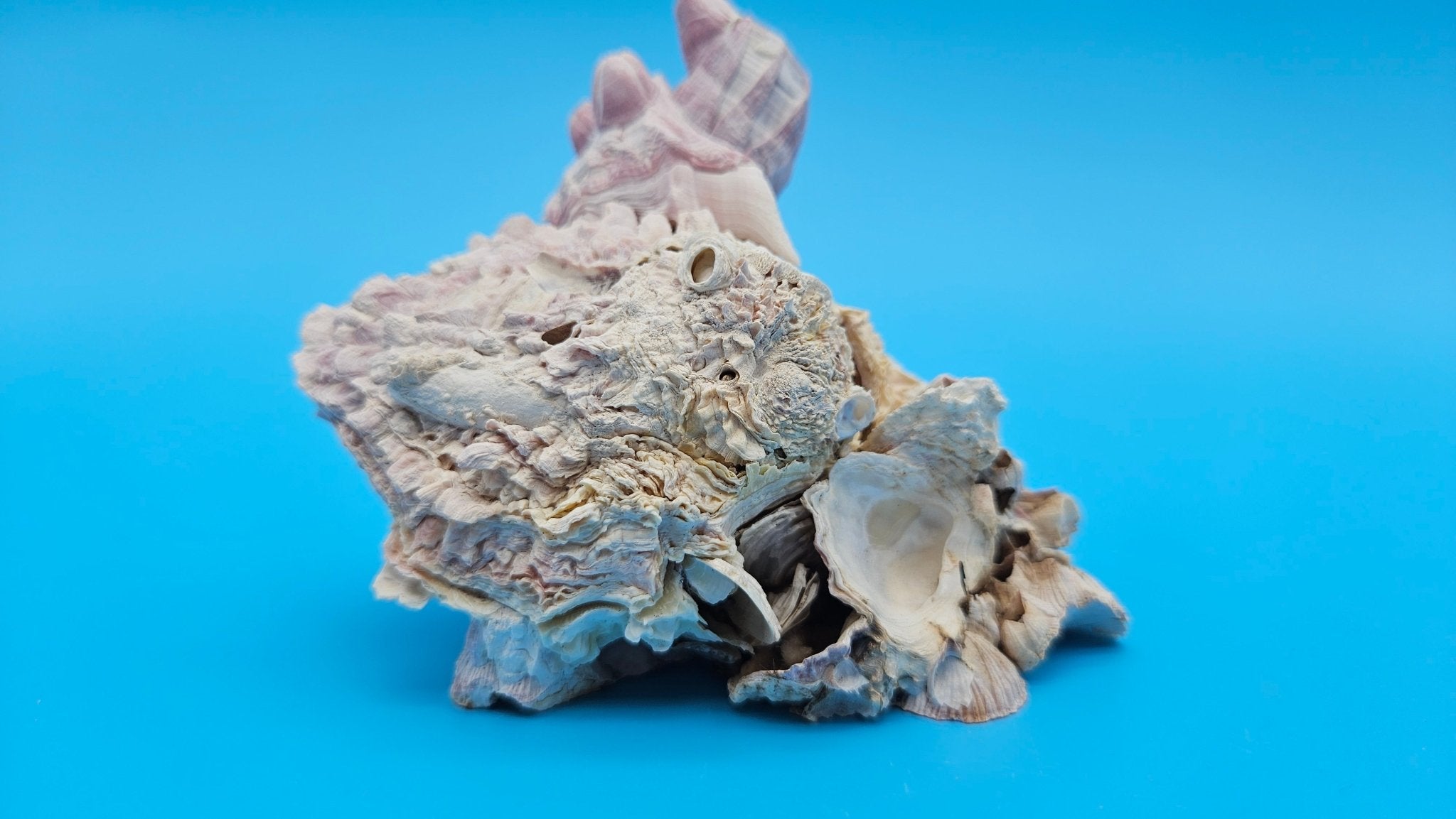 Barnacle with Jewel Box Shell Display – Premium Coastal Decor Specimen 4.5x3x3