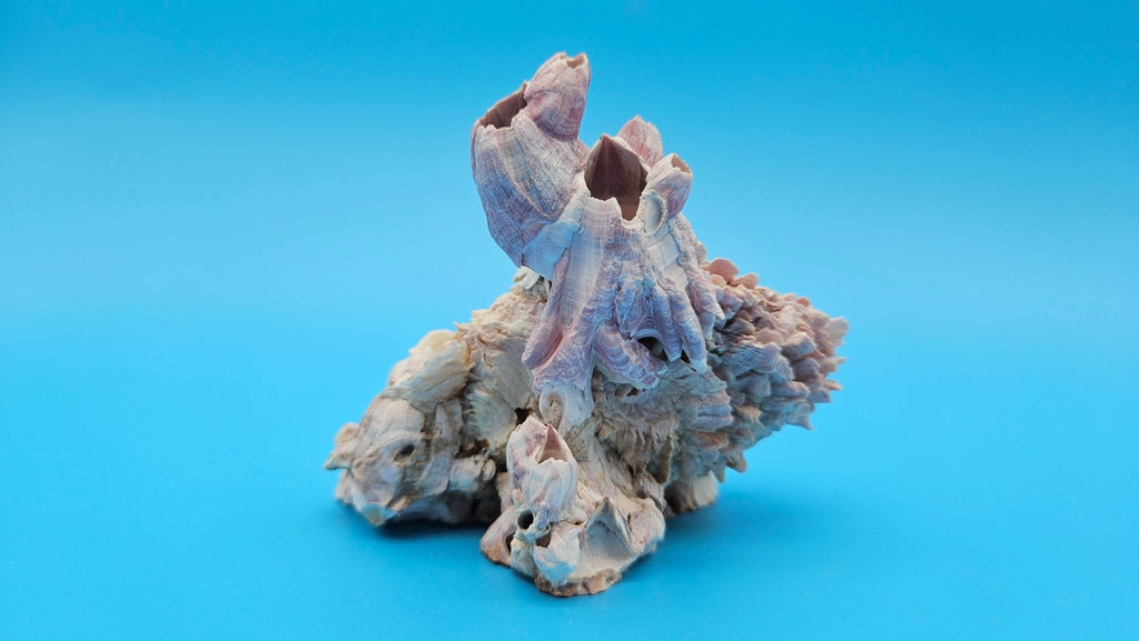 Barnacle with Jewel Box Shell Display – Premium Coastal Decor Specimen 4.5x3x3