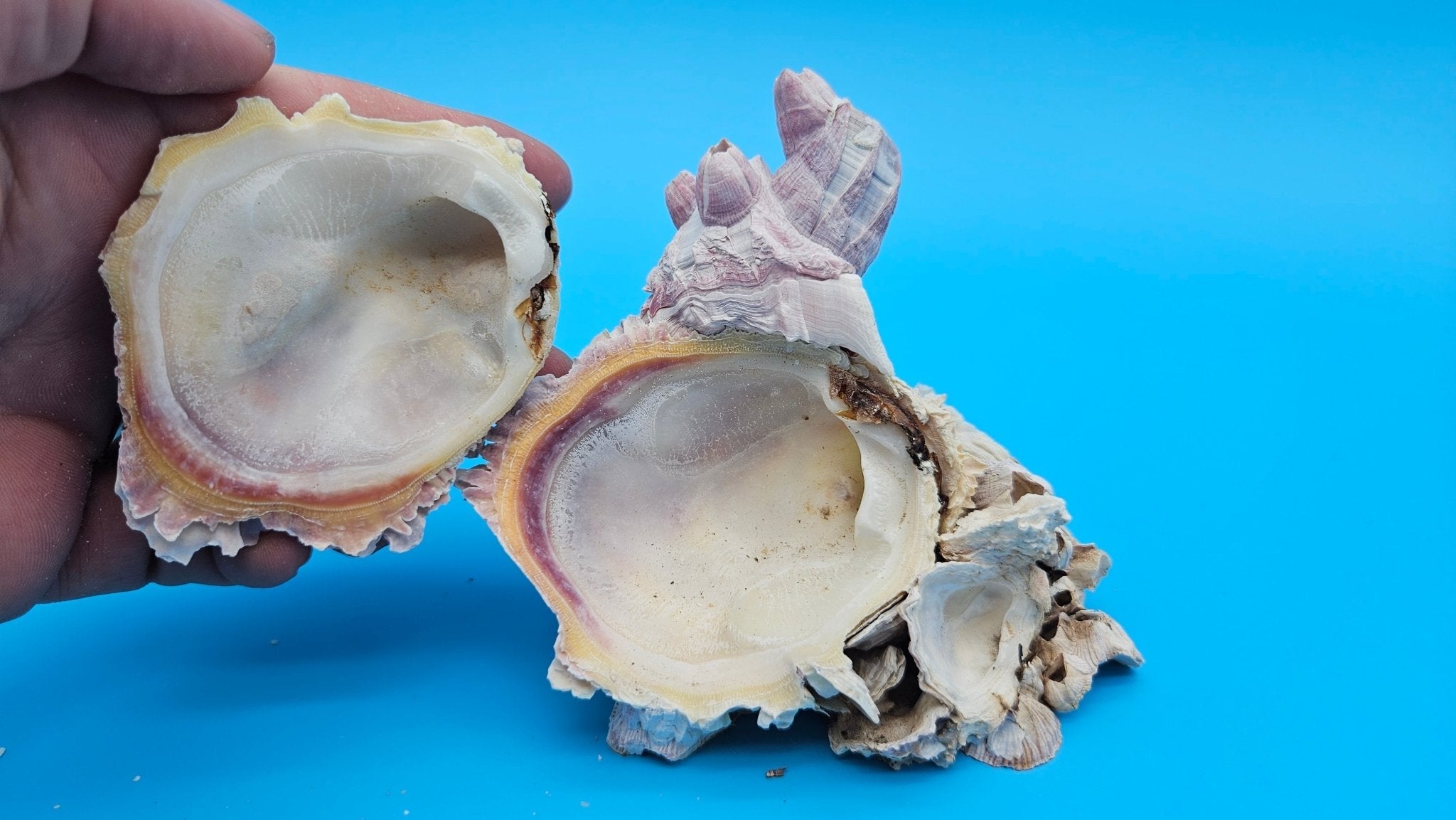 Barnacle with Jewel Box Shell Display – Premium Coastal Decor Specimen 4.5x3x3