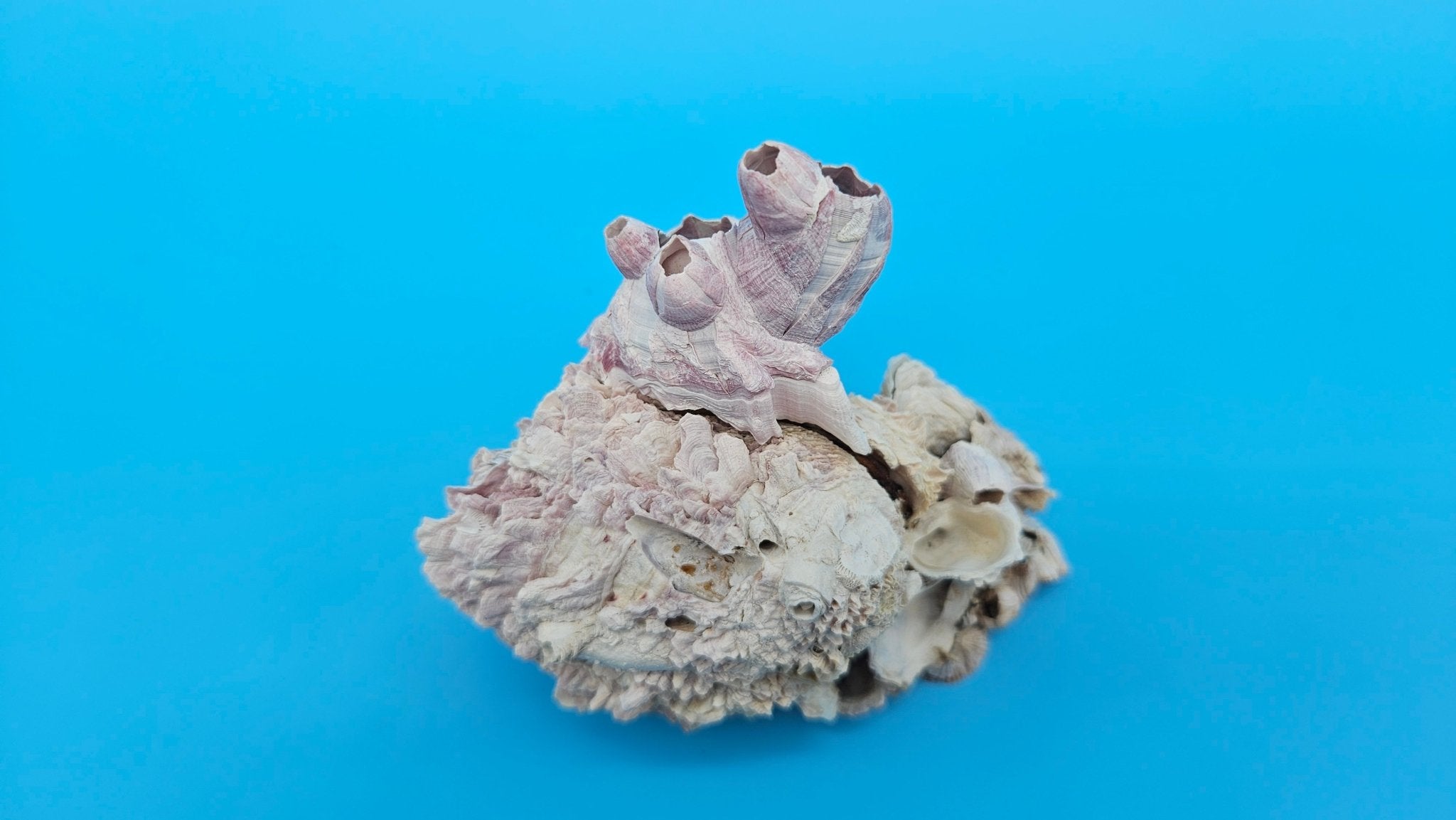 Barnacle with Jewel Box Shell Display – Premium Coastal Decor Specimen 4.5x3x3