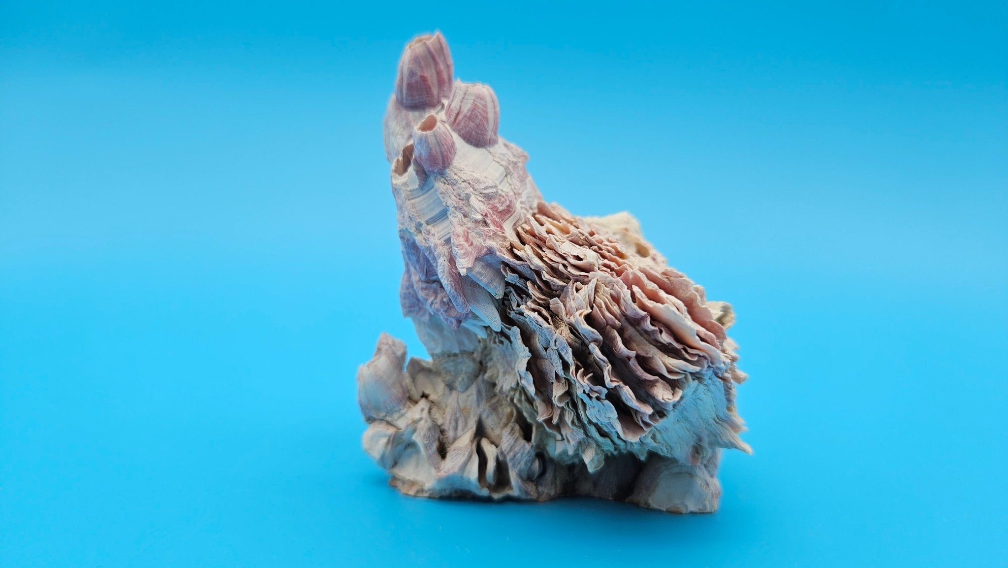 Barnacle with Jewel Box Shell Display – Premium Coastal Decor Specimen 4.5x3x3