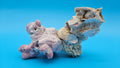 Barnacle with Jewel Box Shell Display – Premium Coastal Decor Specimen 5x3x3.5