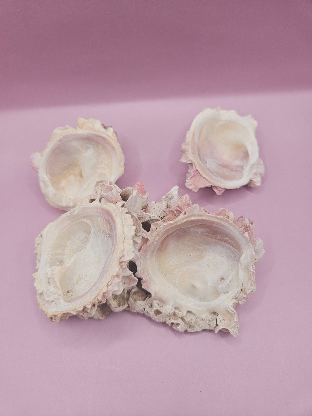 Barnacle with Yellow Jewel Box Shell – Gulf of Mexico (4.6"x3.2")