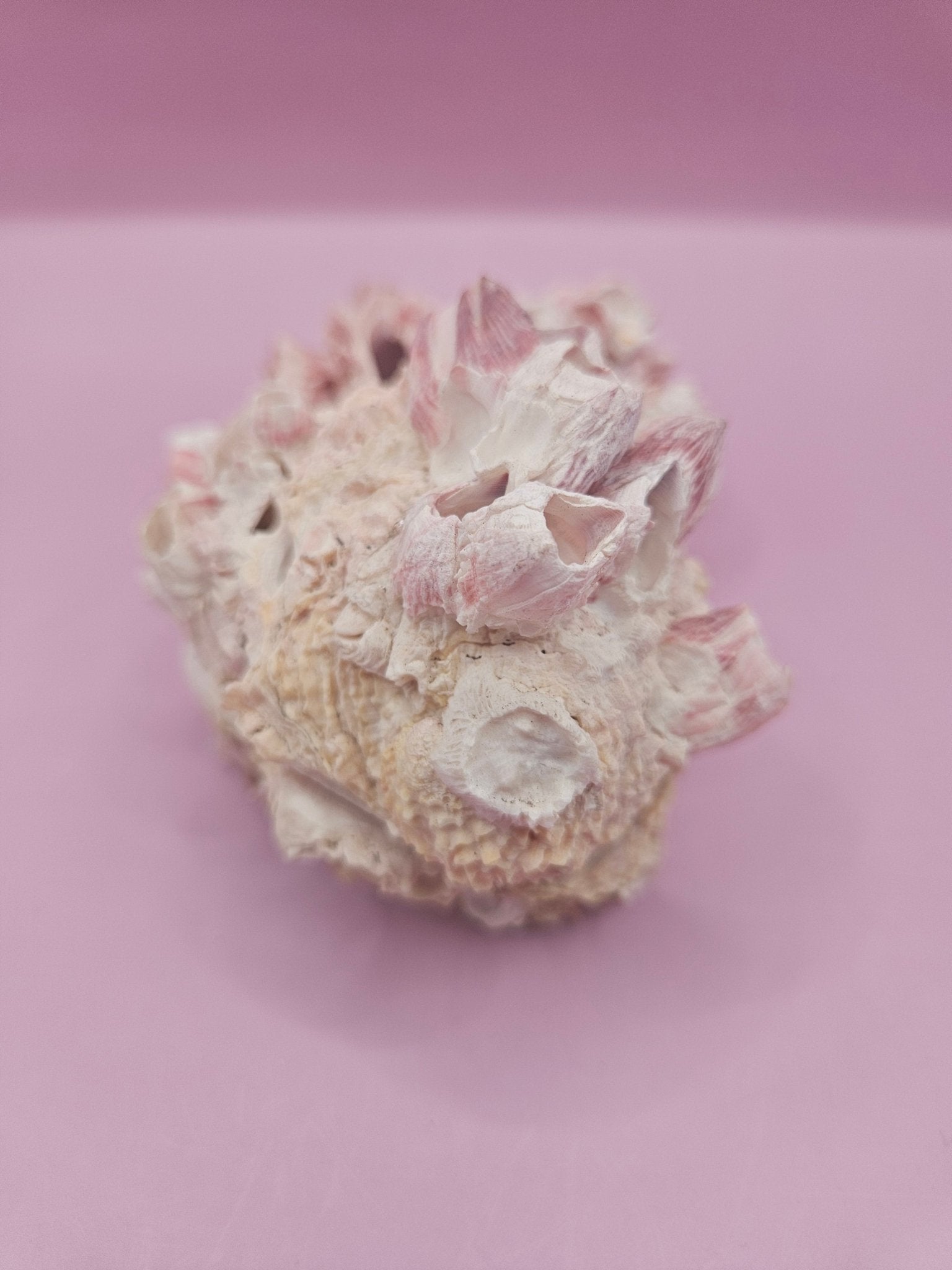 Barnacle with Yellow Jewel Box Shell – Gulf of Mexico (4.6"x3.2")