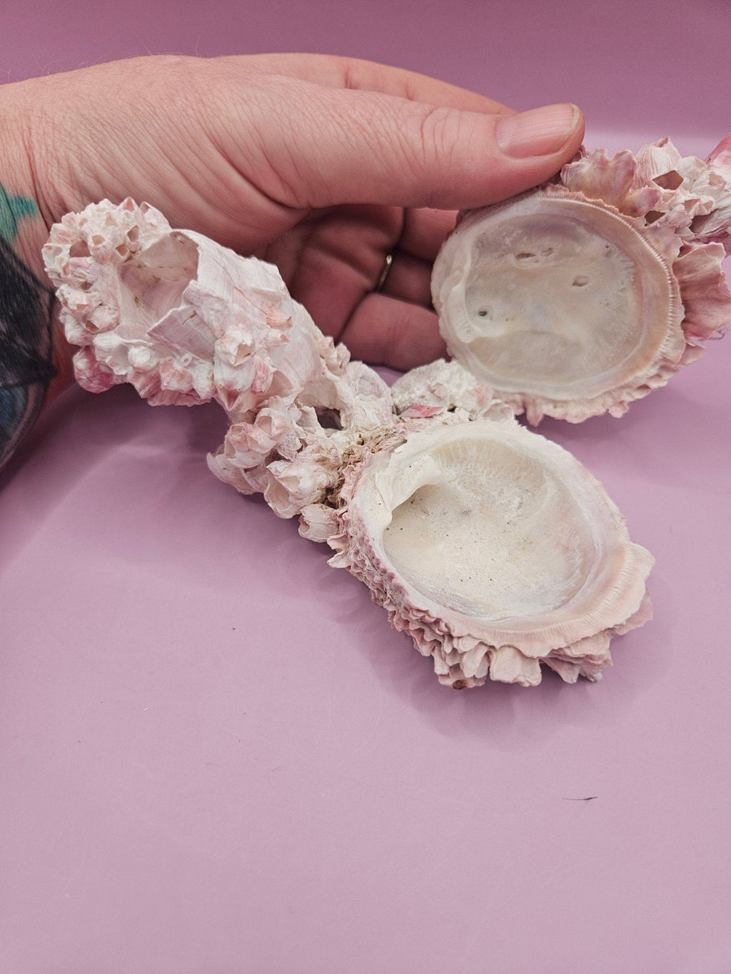 Barnacle with Yellow Jewel Box Shell – Gulf of Mexico (5.5"x2.4")