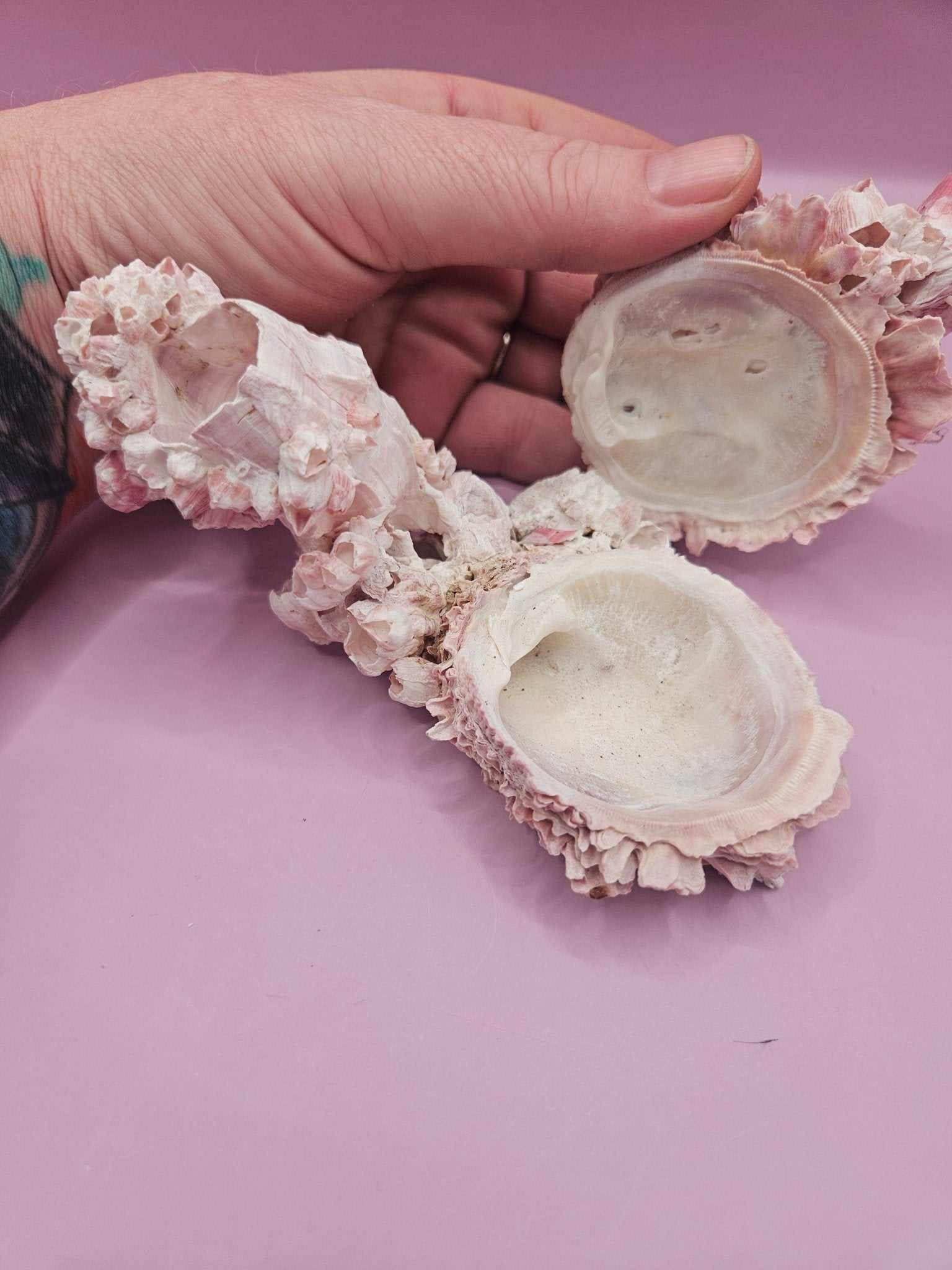 Barnacle with Yellow Jewel Box Shell – Gulf of Mexico (5.5"x2.4")