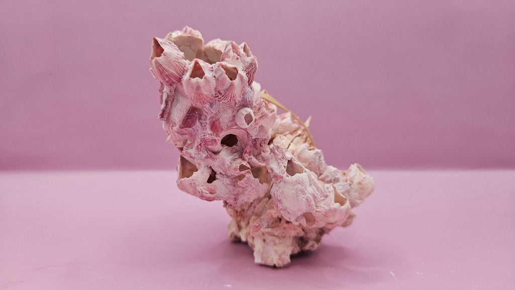 Barnacle with Yellow Jewel Box Shell – Gulf of Mexico (5"x3.5")