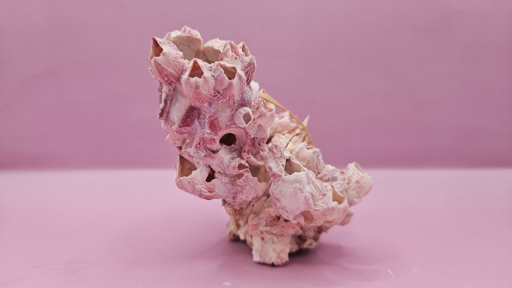 Barnacle with Yellow Jewel Box Shell – Gulf of Mexico (5"x3.5")