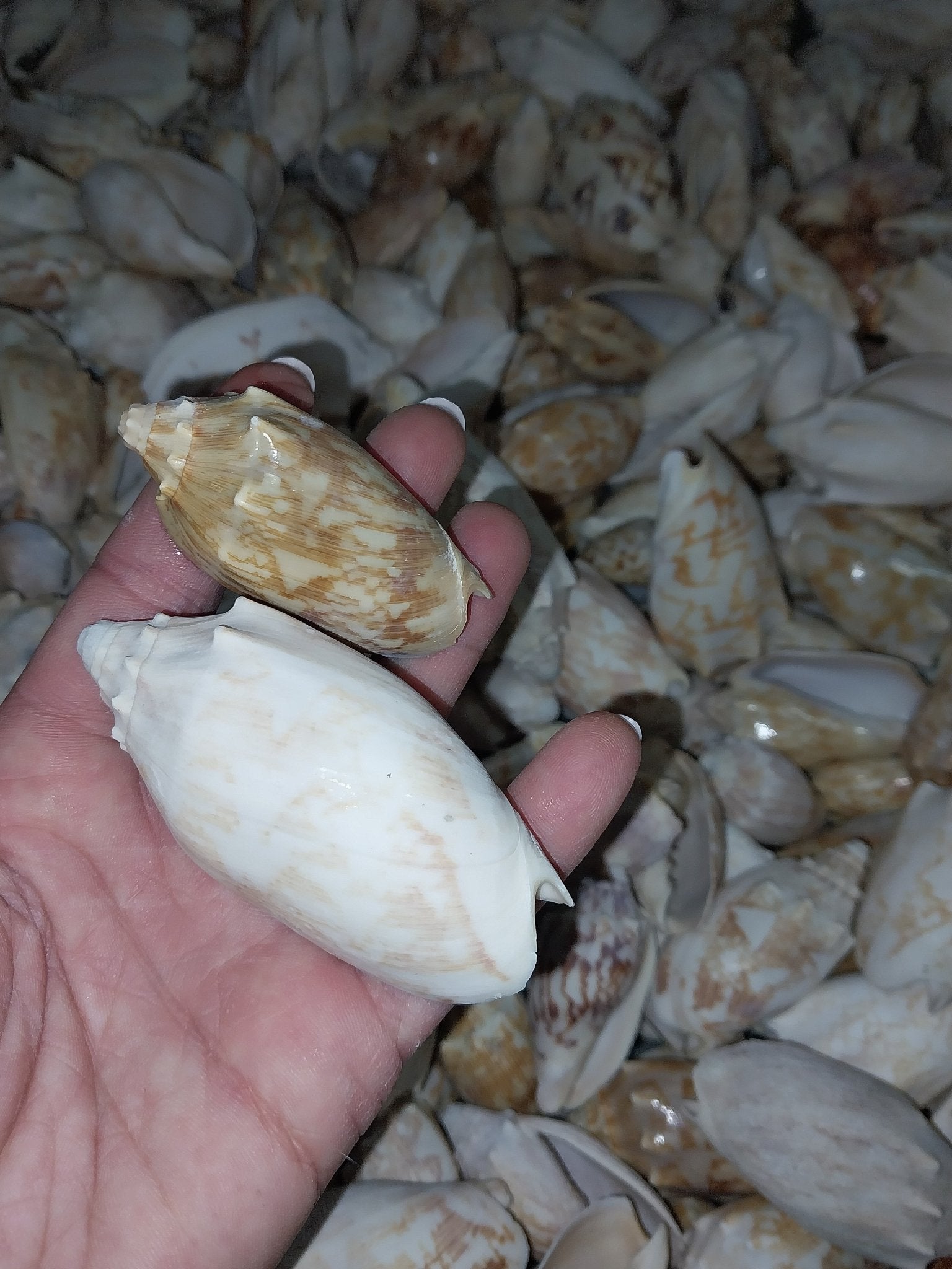 Bat Volute Shells Cymbiola Vespertilio