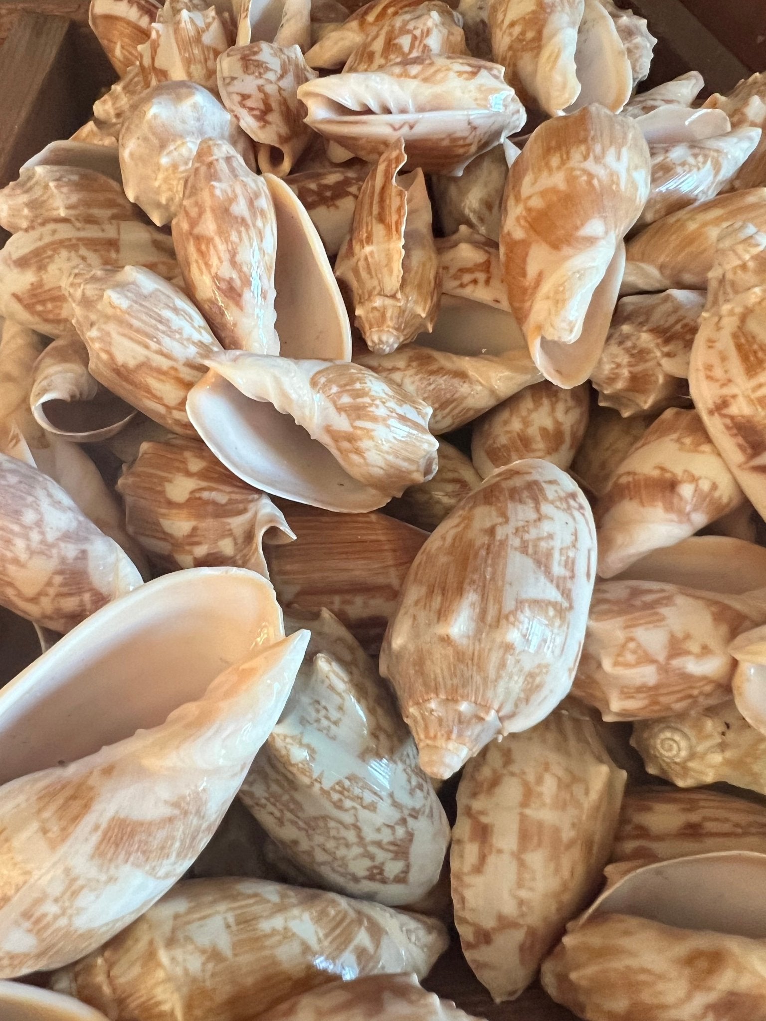 Bat Volute Shells Cymbiola Vespertilio