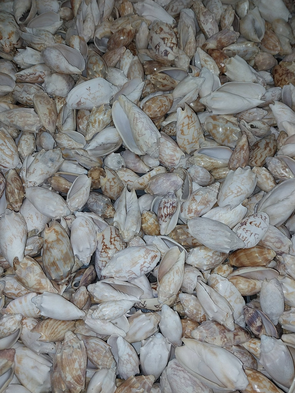 Bat Volute Shells Cymbiola Vespertilio