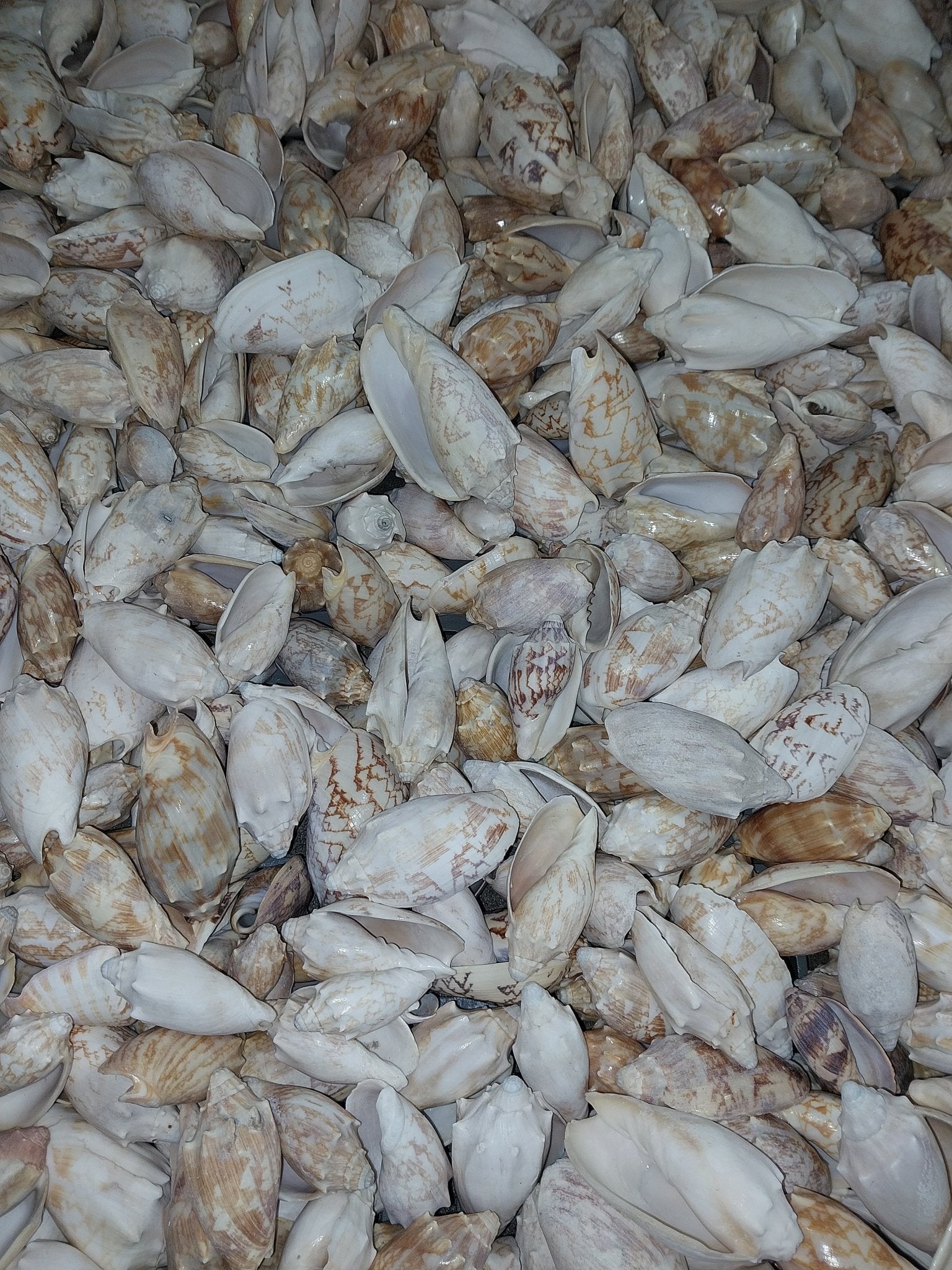 Bat Volute Shells Cymbiola Vespertilio